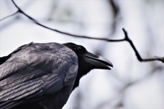 たまには、カラスも・・・ (1)