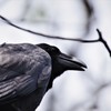 たまには、カラスも・・・ (1)