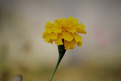 今日の花 (2)