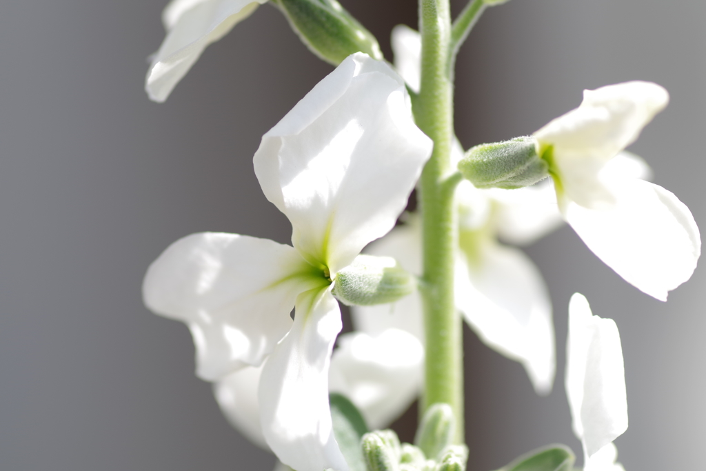 陽射しを受けて