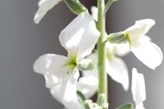 陽射しを受けて