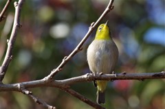 昨日のメジロ (2)