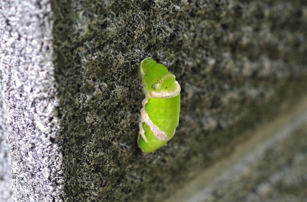 アゲハの幼虫 (1)
