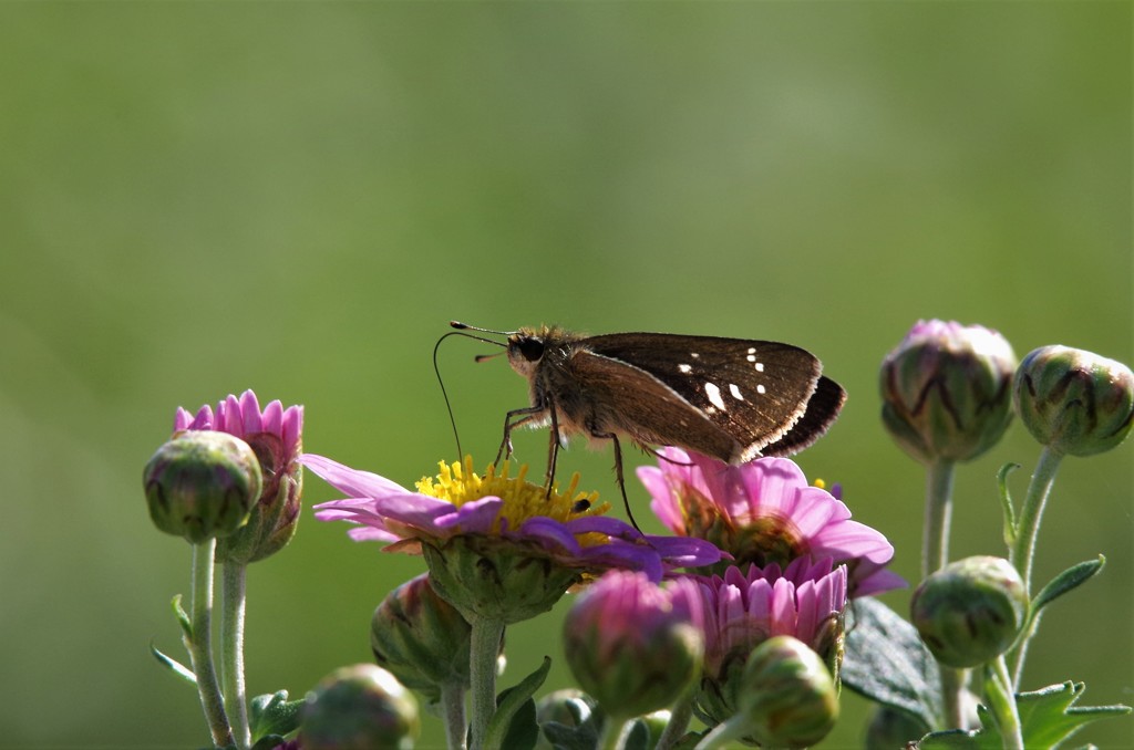 昨日のセセリ (2)