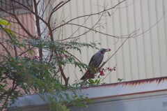 昨日の野鳥 (3)