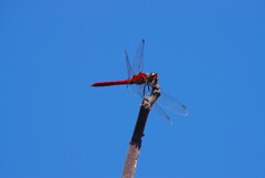 青い空と赤トンボ (1)