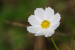 白いコスモス