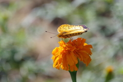 昨日のツマグロ