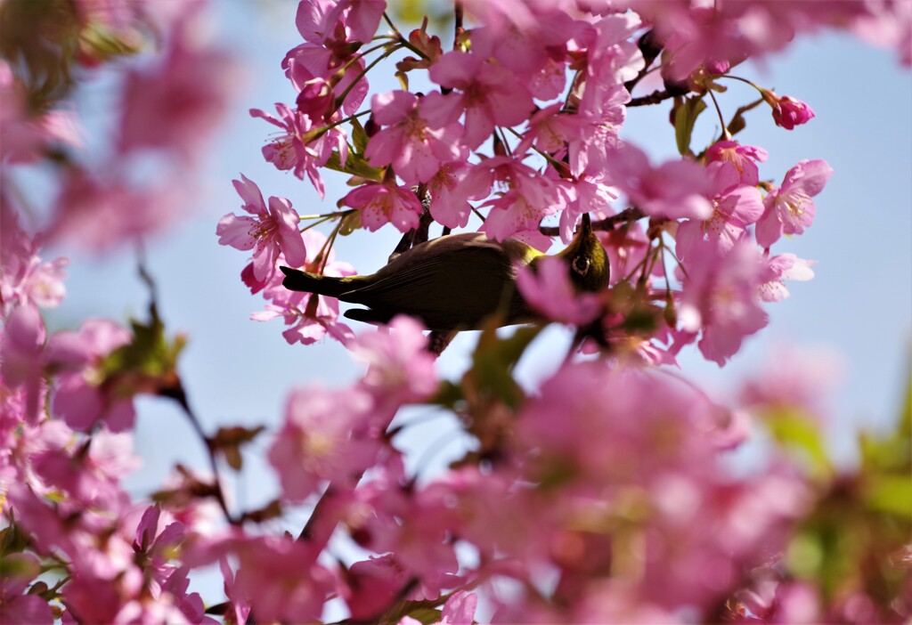 桜とメジロ (3)