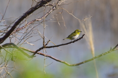 メジロ　カワイイね。