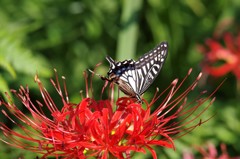 お彼岸ですね (1)