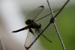 今日のトンボ (2)