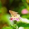 ランタナとセセリチョウ