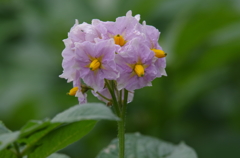 じゃがいもの花