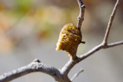 カマキリの卵