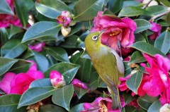 昨日のメジロ (2)