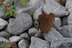 ムラサキシジミ