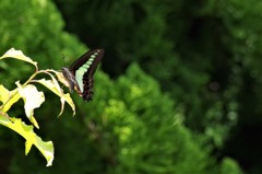 昨日のアオスジアゲハ (1)