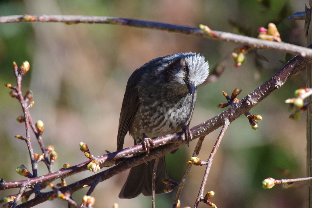 今日のヒヨドリ (1)