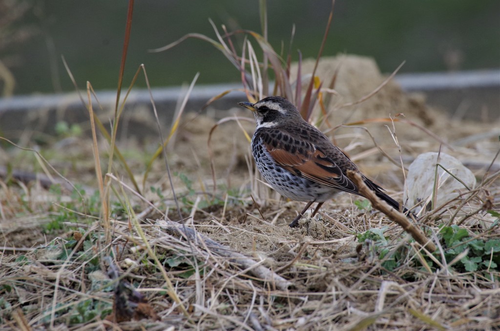 一昨日のツグミ