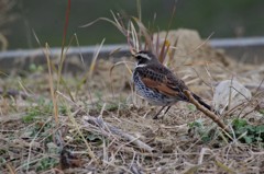 一昨日のツグミ