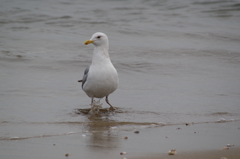 カモメちゃん (1)