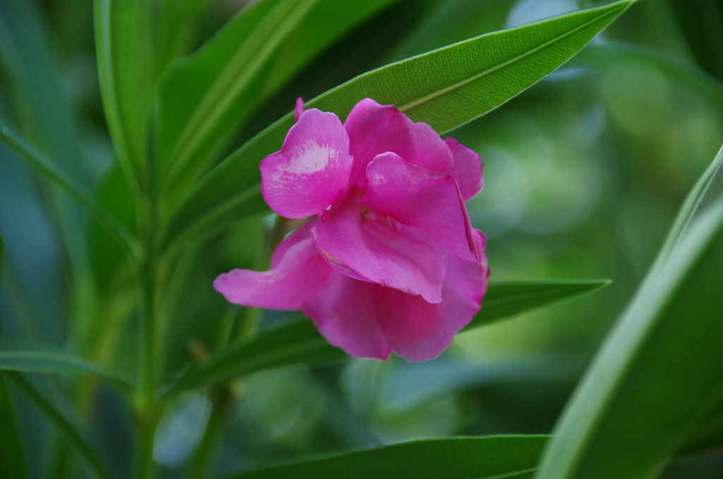 キョウチクトウ