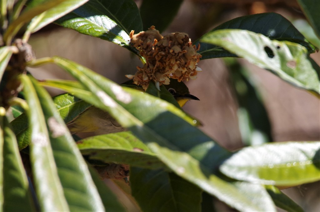 僕は、ココだよ (1)