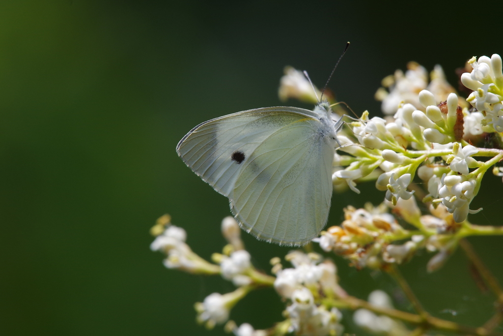 モンシロチョウ
