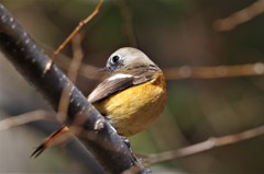 3日のジョビ君 (3)