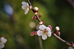 春は、そこまで