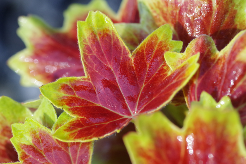 モミジバゼラニウム