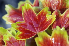 モミジバゼラニウム