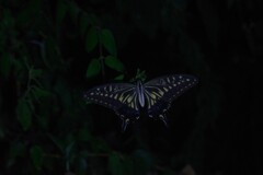 夜のアゲハ (2)