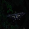 夜のアゲハ (2)
