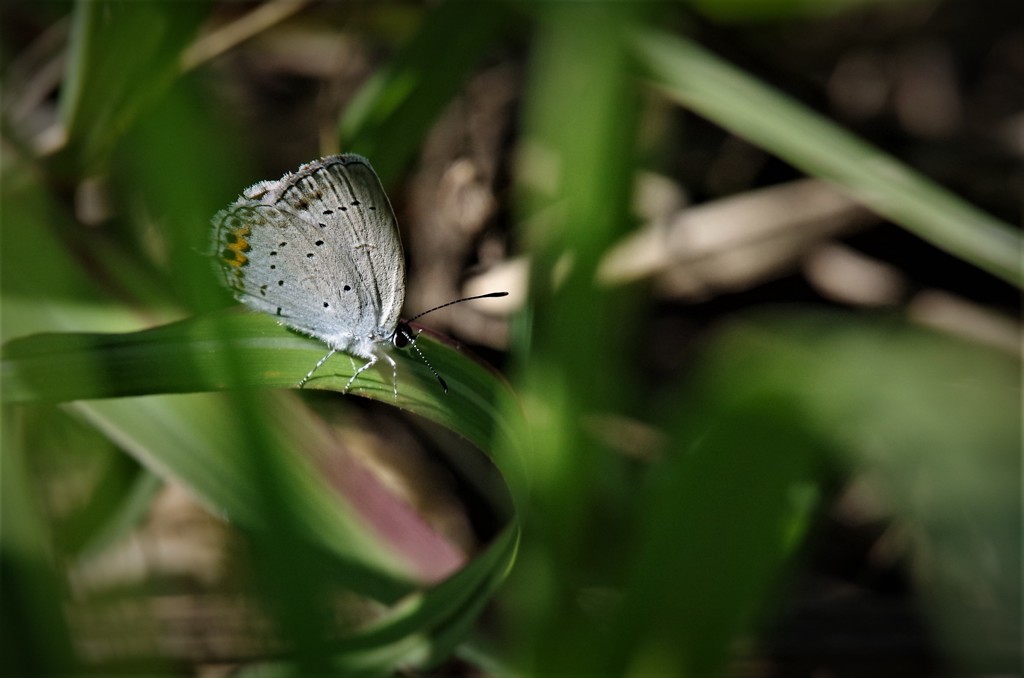 昨日のヤマトシジミ (2)