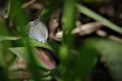 昨日のヤマトシジミ (2)
