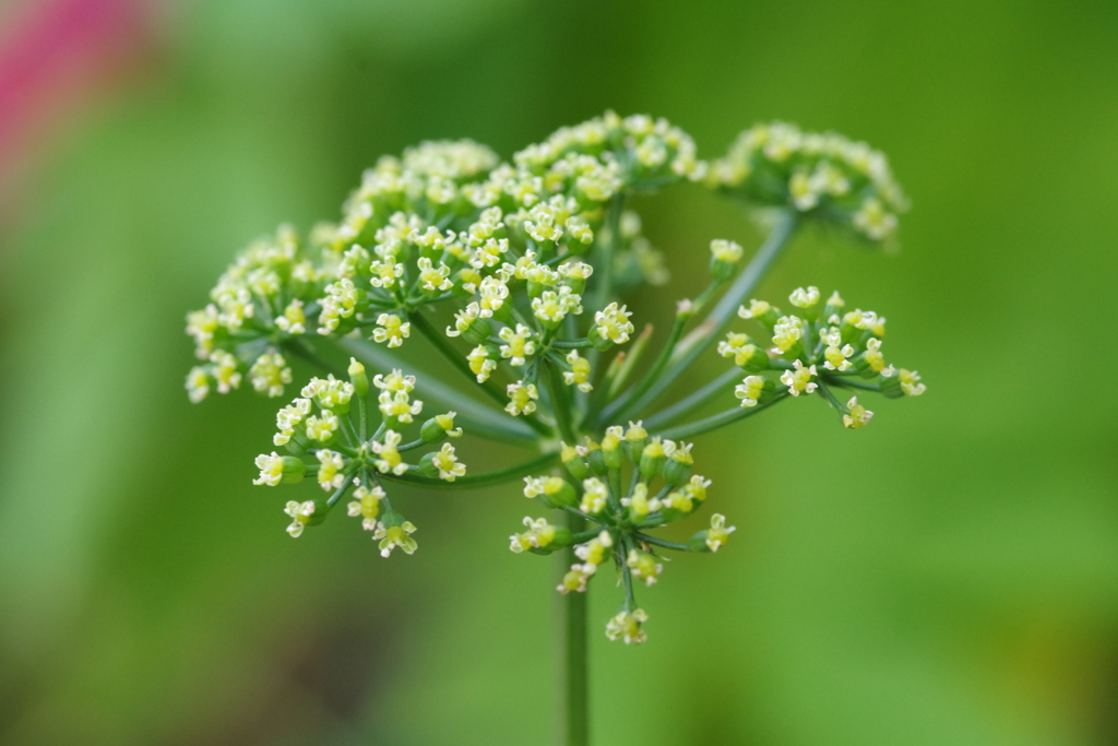 パセリの花