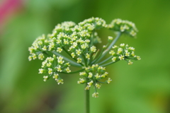 パセリの花