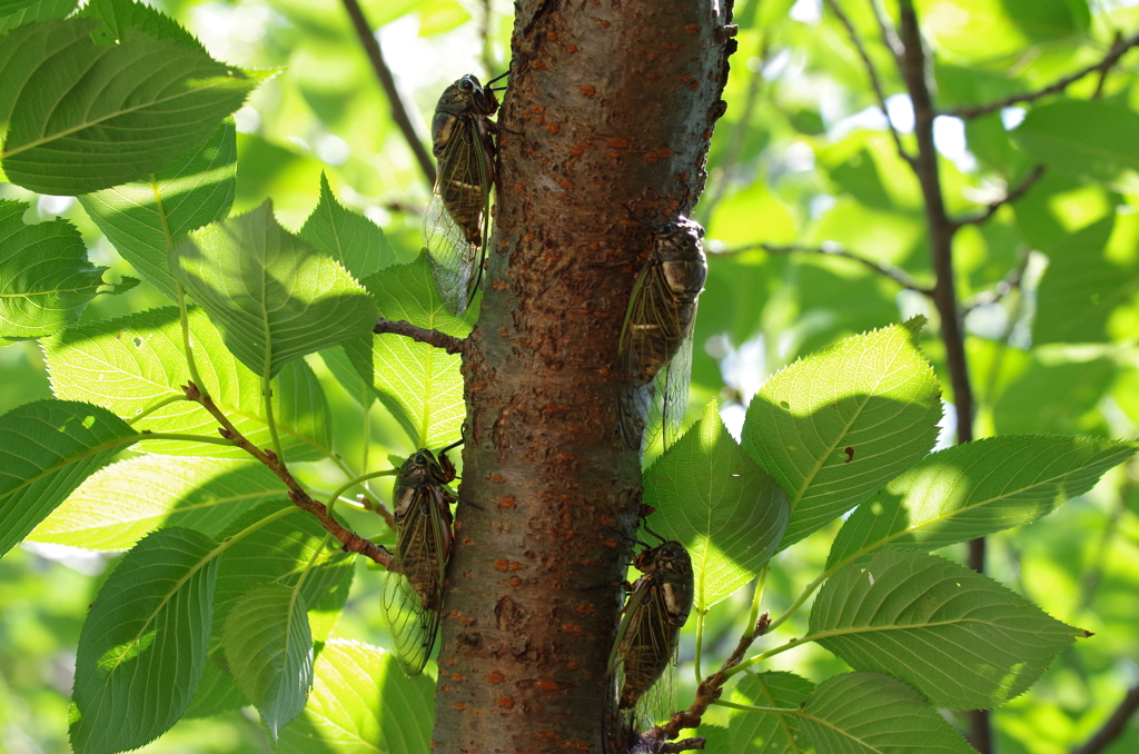 クマゼミ達