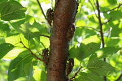 クマゼミ達