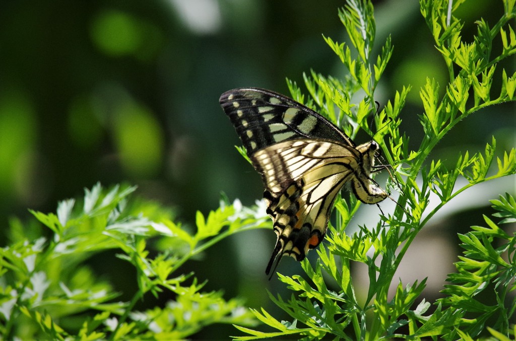 昨日のアゲハ (1)