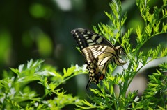 昨日のアゲハ (1)