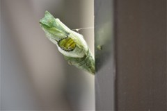 これは…