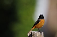 昨日のジョビ君 (3)