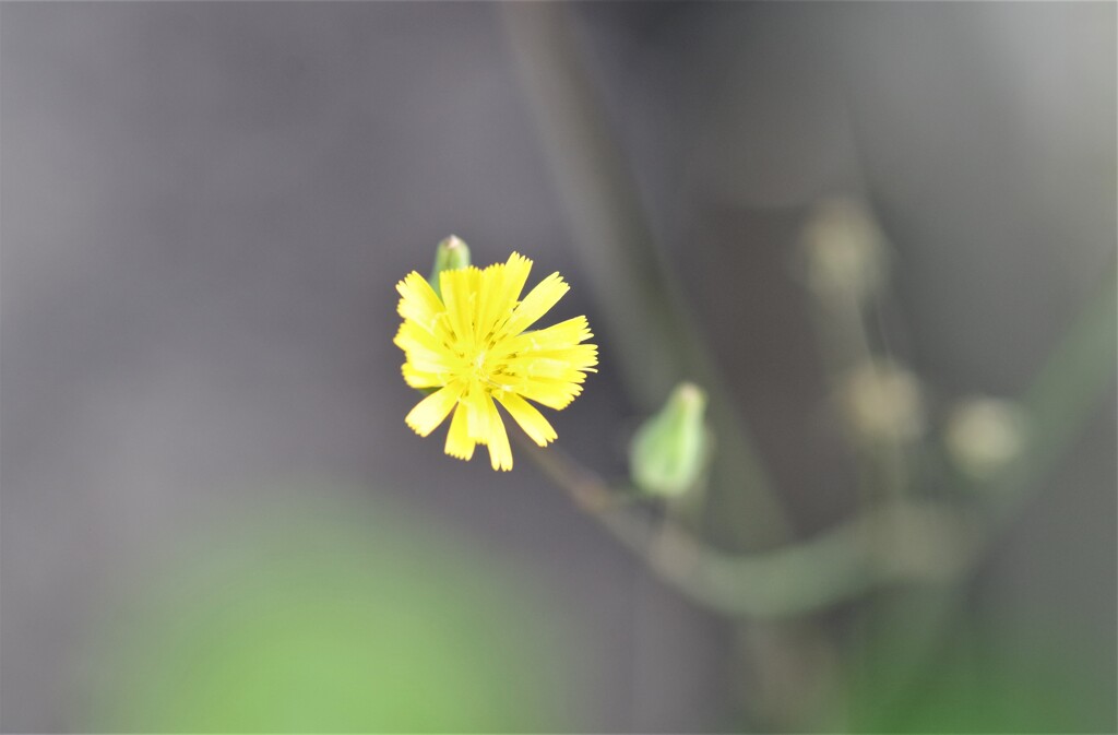 庭先にて (1)