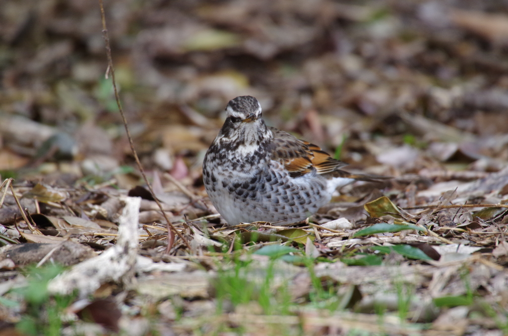 ツグミちゃん (2)
