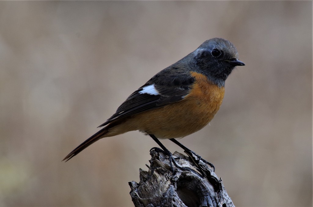 昨日のジョビ君 (3)