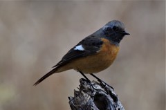 昨日のジョビ君 (3)