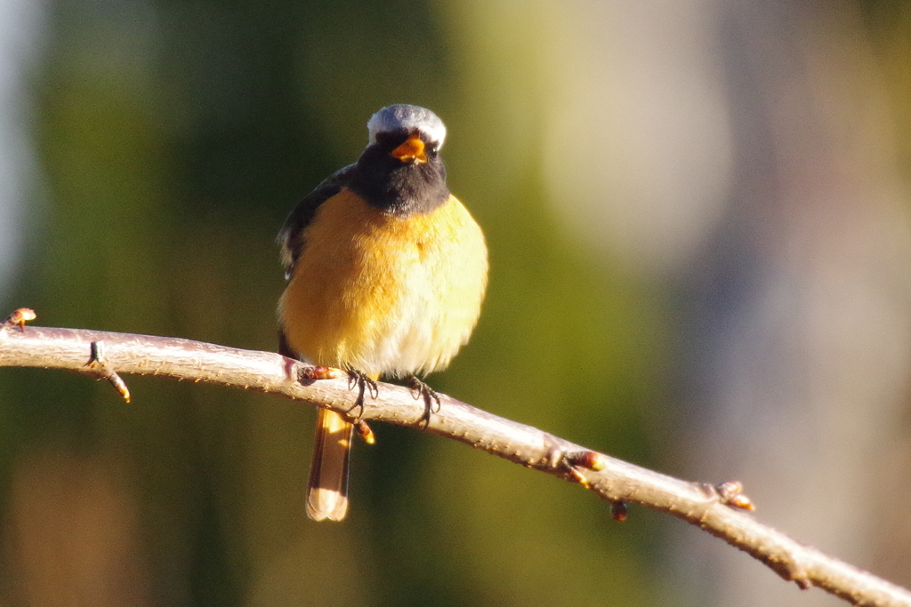 昨日のジョビちゃん (1)